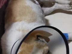 -荔康动物医院(康王北路店)