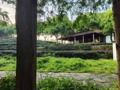 -上海佘山国家森林公园西佘山园