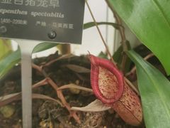 -昆明植物园