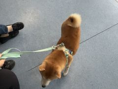 -顺强宠物诊所·狂犬免疫·夜诊·骨科(嘉定店)