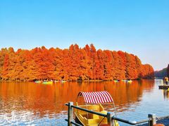 -上海海湾国家森林公园