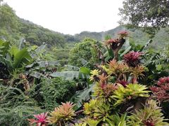 -深圳仙湖植物园