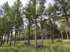 -塞罕坝国家级自然保护区