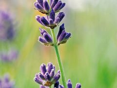 景点-北京东方普罗旺斯薰衣草庄园