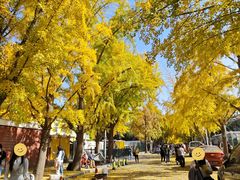 -三里屯东五街银杏大道