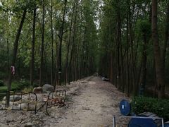 -合肥滨湖国家森林公园