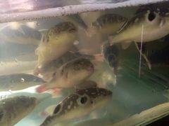 -长廊饭店(锦溪古镇店)