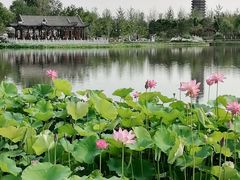 -西海子公园