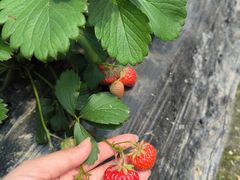 -小鱼草莓采摘园农家乐·小鱼餐厅