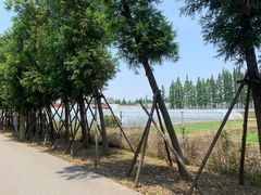 -上海长兴岛郊野公园