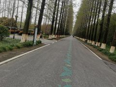 -黄海国家森林公园