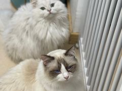 -猫在这儿猫咪咖啡馆·撸猫馆