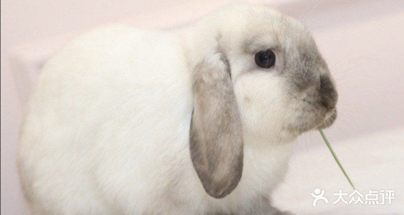 ☀️快来和萌宠们一起过六一吧☀️