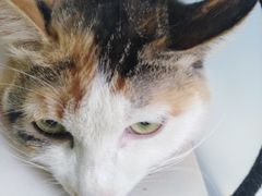 -乖乖乐动物医院(小汤山分院)