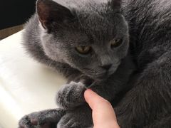 -喵的天空名猫咖啡馆·撸猫·猫舍·用品