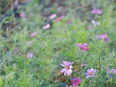 -天适樱花悠乐园