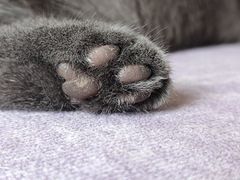 -十年猫舍·猫咪专门店(普陀店)