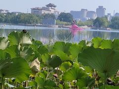 -莲花池公园