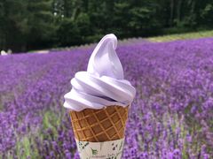-富田农场