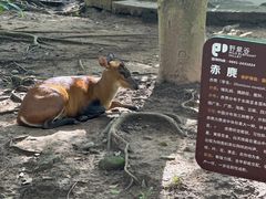-野象谷景区