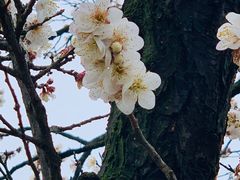 -香雪海