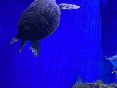 -成都浩海立方海洋公园