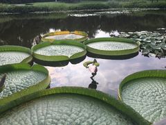 王莲-上海植物园