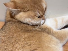 -有猫主题·治愈系猫咖(曾厝垵店)