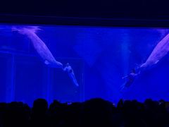 -上海海昌海洋公园-冰山北极馆