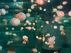 -广州海洋馆