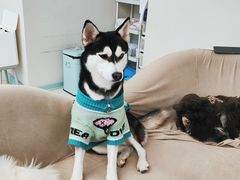 -怪兽屋·羊驼·猫咖·狗咖(俊华广场店)