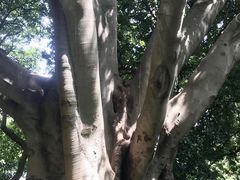 -墨尔本皇家植物园