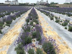 紫颐香薰山谷薰衣草庄园-紫颐香薰山谷景区