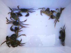 -乡乐园蟹庄·阳澄湖农家乐