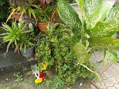 -Jungle Kitchen