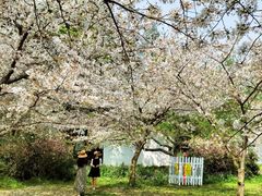 -苏州上方山国家森林公园