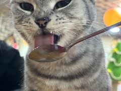 -猫小院猫主题餐厅(南锣旗舰店)