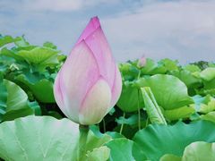 -嘉北郊野公园