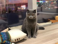 -藏猫猫咖啡主题馆(中央大道店)