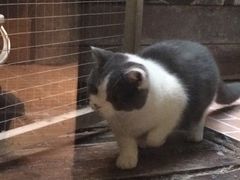 -猫咪博物馆(顶澳仔猫街店)