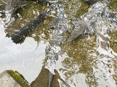 -源泉冷水鱼庄(小鱼洞店)
