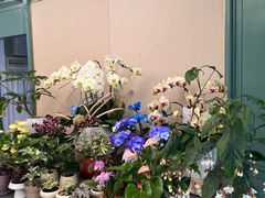 -紫荆广场·花漫里