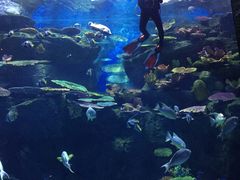-暹罗海洋世界