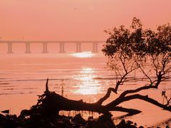 -宝安西湾红树林湿地公园