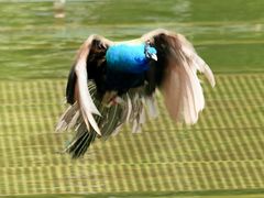 -西双版纳原始森林公园