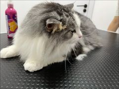 -山宅一喵德文卷毛猫舍