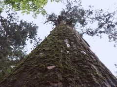 -天目山大树王景区
