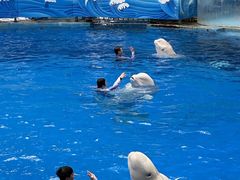 -海合安成都极地海洋公园