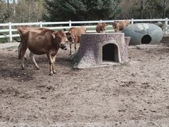 -哈尔滨北方森林动物园