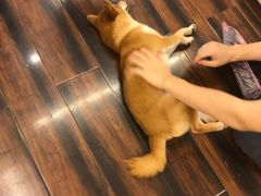-豆柴町-柴犬主题狗咖(红鼎国际C座店)